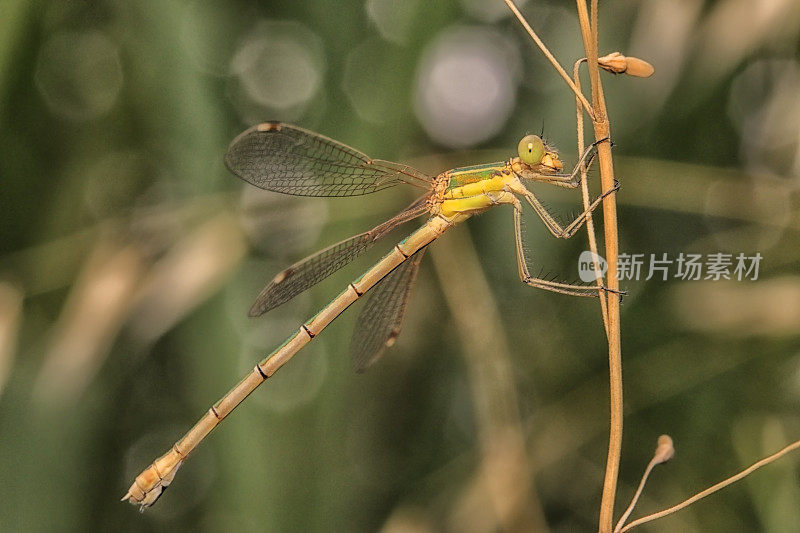 东方蜻蜓(Lestes sponsa)